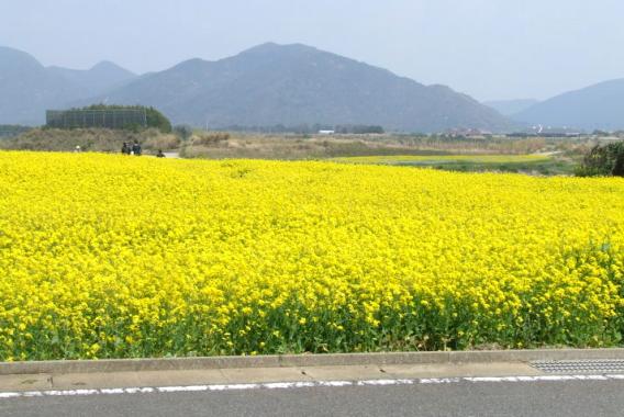 菜の花まつ