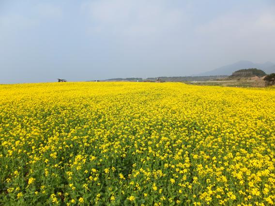 魚津ヶ崎公園　菜の花まつり